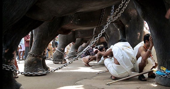 Elefantes encadenados en la India