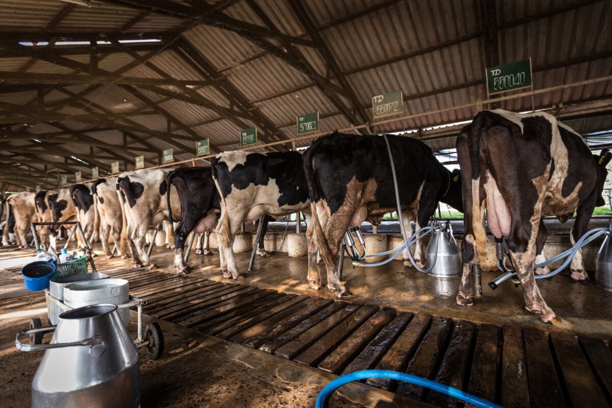 Vacas en una granja lechera
