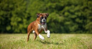 Mira al Bulldog Francés correr después de escuchar "palabras mágicas"